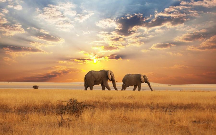 África
